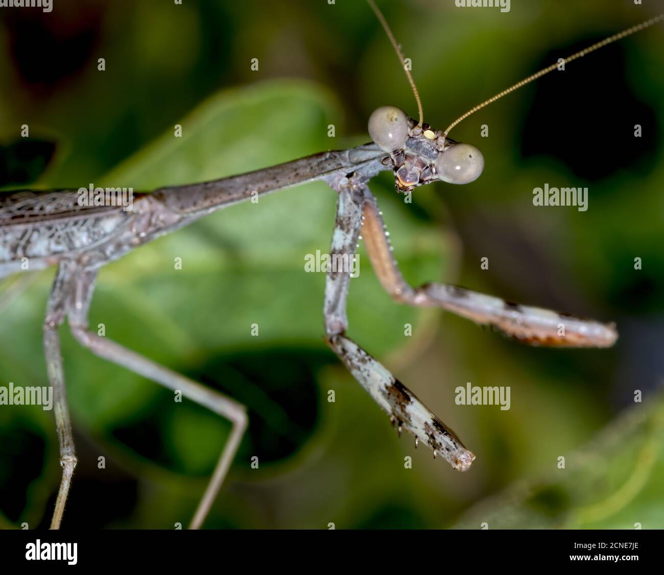 Closeup di un maschio che prega Mantis nativo in Arizona alla ricerca di una donna, Arizona, Stati Uniti d'America Foto Stock