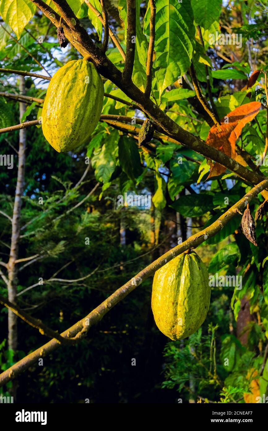 Bacche verdi i cui semi sono usati per fare il cioccolato, su un albero di cacao (Theobroma cacao), Muthuvankudi, Munnar, Kerala, India, Asia Foto Stock