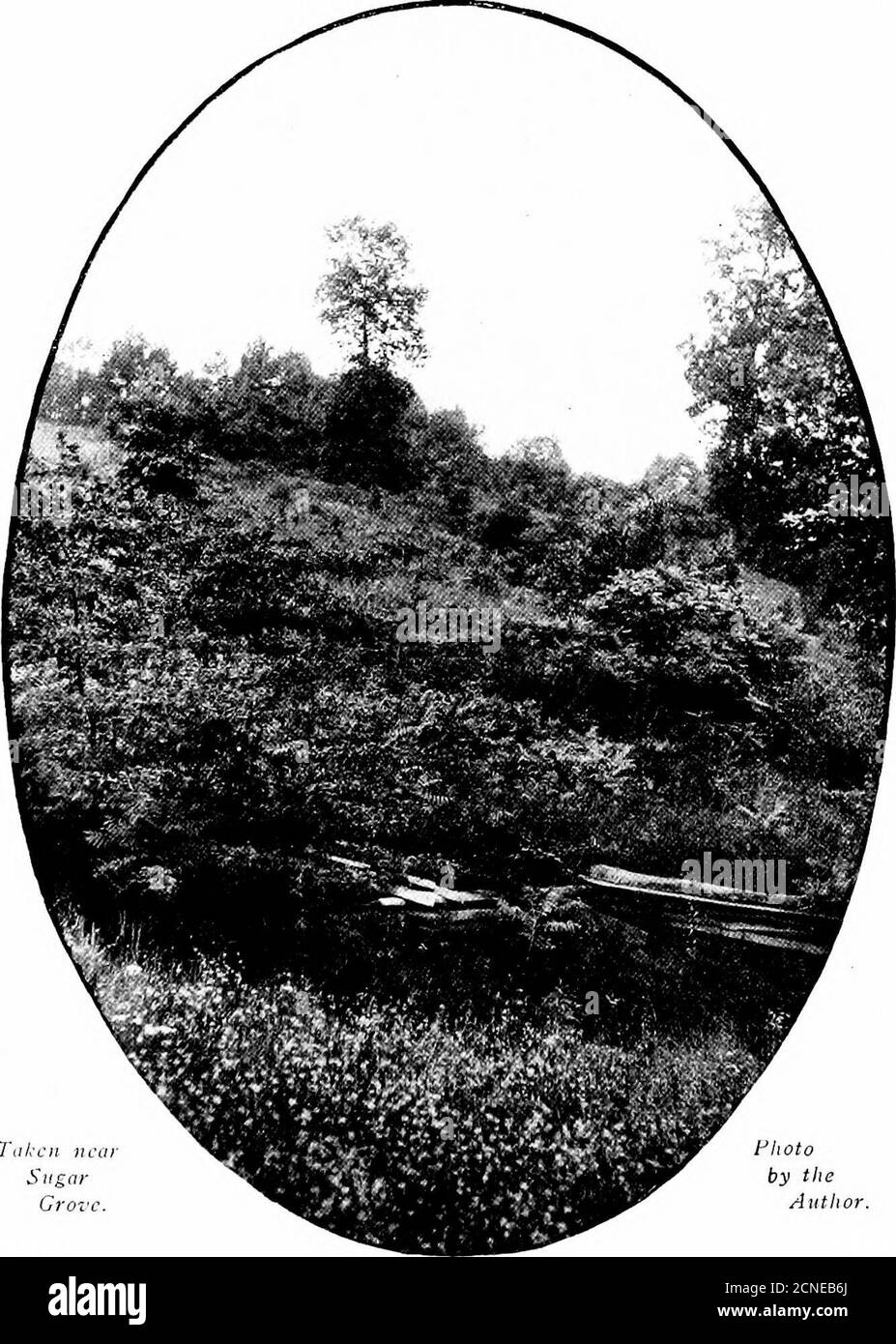 . Gli uccelli dell'Ohio; Una descrizione scientifica e popolare completa delle 320 specie di uccelli trovati nello stato . n cantando e bug-cattura, e altho potrebbe rimanere in un unico grumo per cinque minuti ATA tempo, l'uccello non ha mantenuto la stessa posizione per due secondi consecutivi. Anche la canzone dur-ing ha wouldtwist e writhelike un'Italianprima donna, pro-ducing abbastanza asmusic di movimento. La canzone di thePrairie Warbler isa poco il pro-duzione mostretmarchable in theMniotiltan reper-toire. Si tratta di una suc-cession di mel-1 o w fischio-creaks, ogni notepitched higherthan il preced-ing, e eac Foto Stock