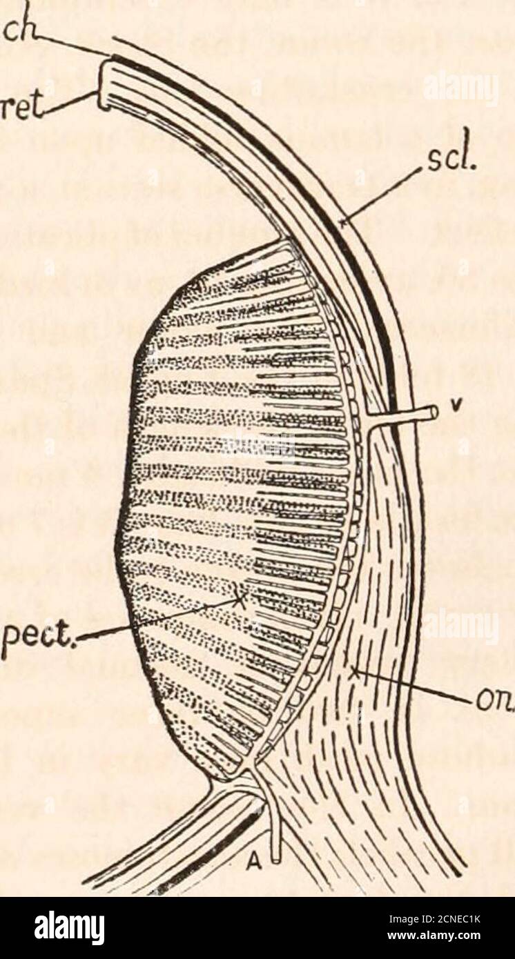 . Il fundus oculi di uccelli, specialmente visto dall'oftalmoscopio; uno studio sull'anatomia comparativa e fisiologia. Sepiments anastomose l'uno con l'altro. Questo è il tipo ben noto tra i mammiferi. Uccelli mostrano una peculiarità; all'aspetto interno del nervo le partizioni del piale penetono-trate perpendicolarmente nella sostanza del nervo e non anastomose fino a che theyreach circa metà nello spessore del cordone. Analoghe parti perpendicolari, ma molto brevi, esistono a volte sul lato esterno. Il risultato è che il nerveha un aspetto fogliato, specialmente markedon i Foto Stock