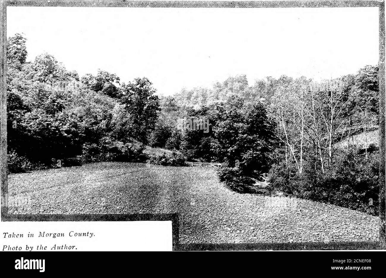 . Gli uccelli dell'Ohio; una descrizione scientifica e popolare completa delle 320 specie di uccelli trovati nello stato. Canzone del Vireo dagli occhi rossi. Gli uccelli sono molto intenzionali in movimento, e dare ad uno l'impressionionthat stanno prendendo una vacanza estiva piacevole e hanno abbondanza di carne di agnello loro disposizione. Sono adroit, tuttavia, nel catturare gli insetti sull'ala,?.nd non shun il dovere irksome di bacche-picking. IL TANAGER ESTIVO. Malato secondo il Dr. Jones: Il nido è generalmente posto su due o tre rami orizzontali, ed è sostenuto a due o tre punti sul suo cir-cumference da Foto Stock