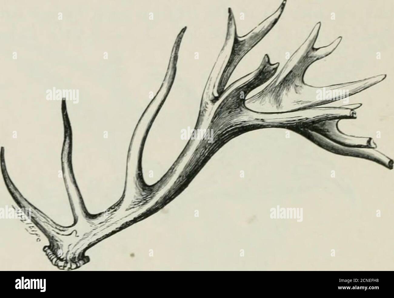 . Una guida ai mammiferi fossili e uccelli nel Dipartimento di geologia e palontologia nel British Museum (Storia Naturale) ... Con 6 piastre e 88 cifre di testo . Fig. 29.-scheletro di cervo irlandese maschio (Ccrvus gigantcns), dalla palude di conchiglia sotto una torbiera, Irlanda; taglia nat. Circa un trentesimo. (Stand Q.) le formiche provenienti dalla Russia sono montate sulla sommità della Pier-case 11.i rappresentanti del Pleistocene dello stag o del cervo comune, Cervus elcophns, nell'Europa occidentale erano talvolta di dimensioni gigantesche, come dimostrano i frammenti di formiche di KentsCavern nella Tavola-case 10. Formatori moderatamente grandi fromrive Foto Stock