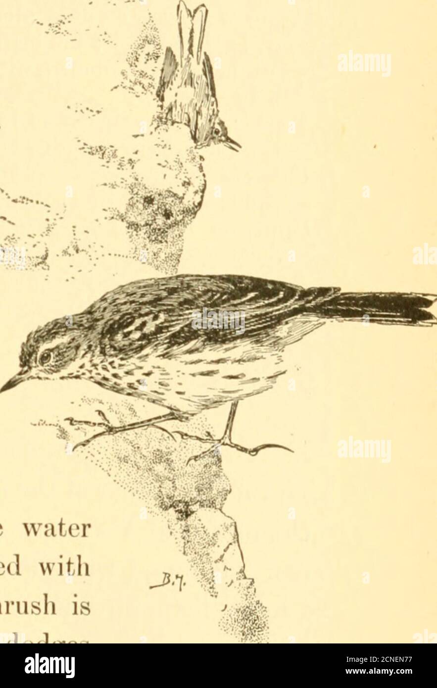 . Uccelli della California; un'introduzione a più di trecento uccelli comuni dello stato e delle isole adiacenti, con un elenco supplementare di migranti rari, visitatori accidentali e sottospecie ipotetiche . ° o sopra la linea di legname nelle montagne. Fino alle vette più alte che girovagano, dove regna per sempre e viene il calore feroce del pianeggiante, lì per costruire case a metà strada sul cielo di strada. E anche se non-musicale nelle pianure, come soonas raggiunge la solitudine delle montagne silenziose thePipit sorge su ali di grazia, un centinaio di piedi in &gt; l'aria, e si rompe int Foto Stock