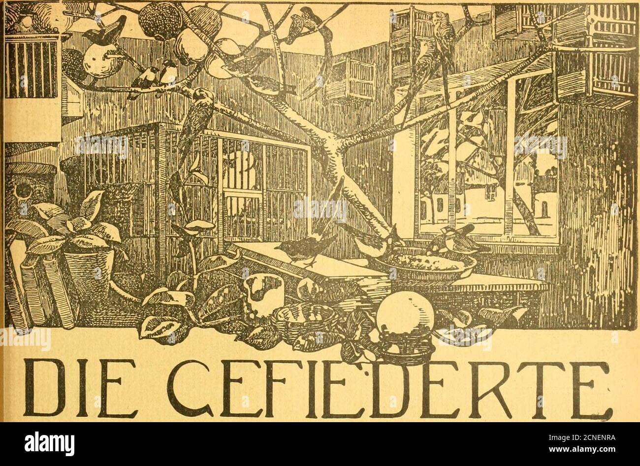 . Die Gefiederte Welt . UÃ¤fel=fleifd) fe^r geft^n)uiben unb baÃ¤ Â©eniic^t beÃ¤ ÃabaoerÃ¤ roarnur 20 g, roÃ¤t)renb baÃ¤ burc^jc^nittltdje (Semid^t ber @impeletroo 30 g ifi. grau 6-. M., ^am^urg- Slie (Sefd^IEC^tcr bei ditii--finfen finb fdiroer ju unterfc^eiben. (5Ã¤ ifi anjune^men, bogger lebljaft fingebe iiiogel ein DfÃ¤nnc^en ift. 5Ã¶eim Ã¤Beibd^jouu oon oben gefebcn bet ftoff fd^maler fein, ber Â©c^uabeloon bet Â©eite gcfeljen am Â©d^nabelgruuub rceniger ^oÃ¤) unbnon oben gefe^en f^maler fein unb fpt^et juloufen. Berichtigung.2luf Â©. 371, I. Â©p., 23. 3. 0. 0. Feblt ber @a^: â5)oÃ¤33Ã¼ Foto Stock