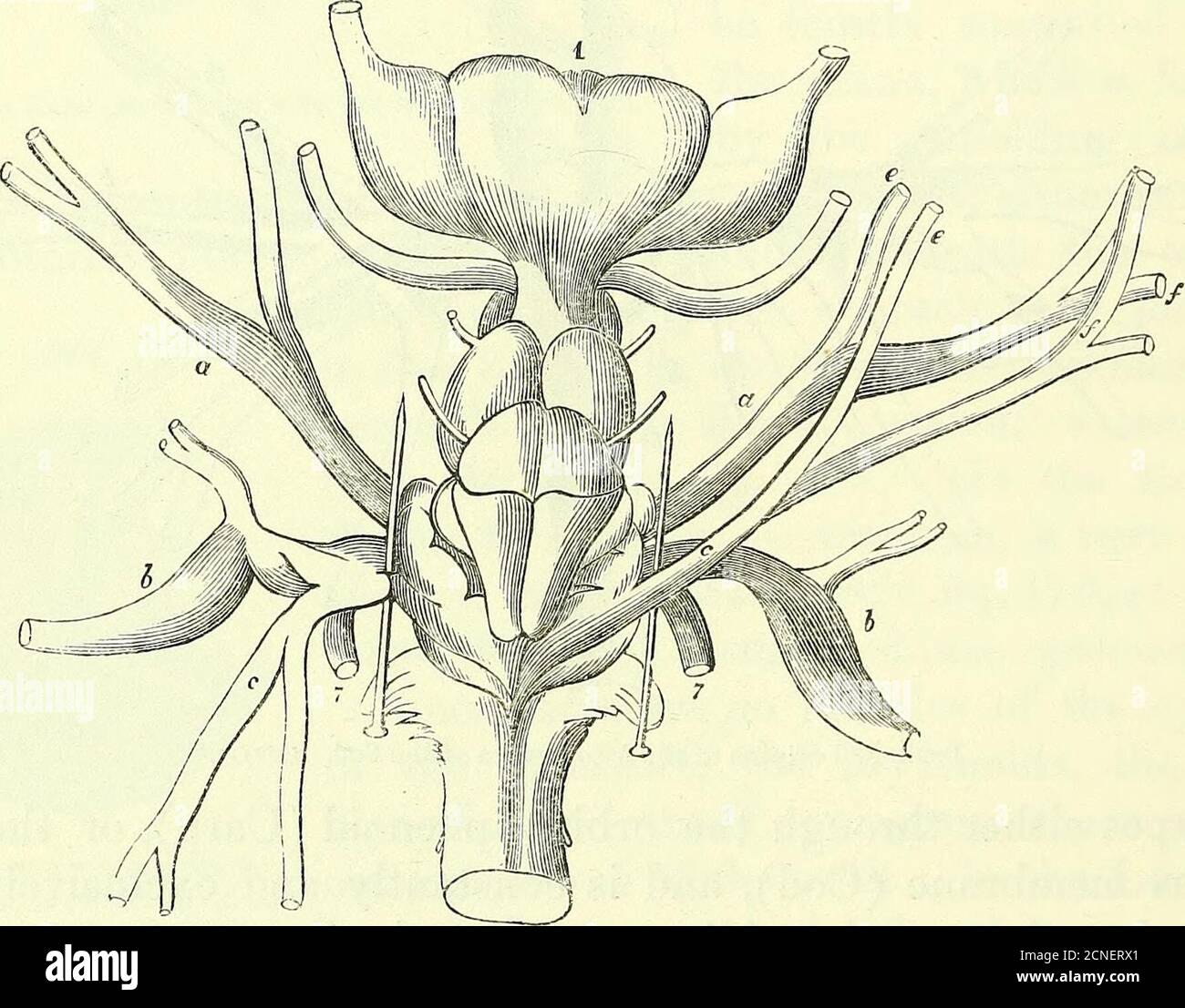 . Sulla anatomia dei vertebrati [risorsa elettronica]. M theLancelot al Lepido-sirena, aumenta, spesso da due o più radici, dalla restiform, o dall'angolo anteriore tra i tratti olivari e resformi; In alcuni pesci da un ganglio speciale o ingrandimento di quella parte della medulla oblonata, come nell'aringa, fig.184, i: In alcuni (Conger, lump-fish) da una più piccola origine resolvedinto più radici. Il trigemino mostra bene il suo carattere spinale (miclonale) nei pesci, solo la sua doppia radice è più profondamente sepolto nella medulla oblonata. Nel COD, fig. 201, la porzione non ganglionicica i Foto Stock