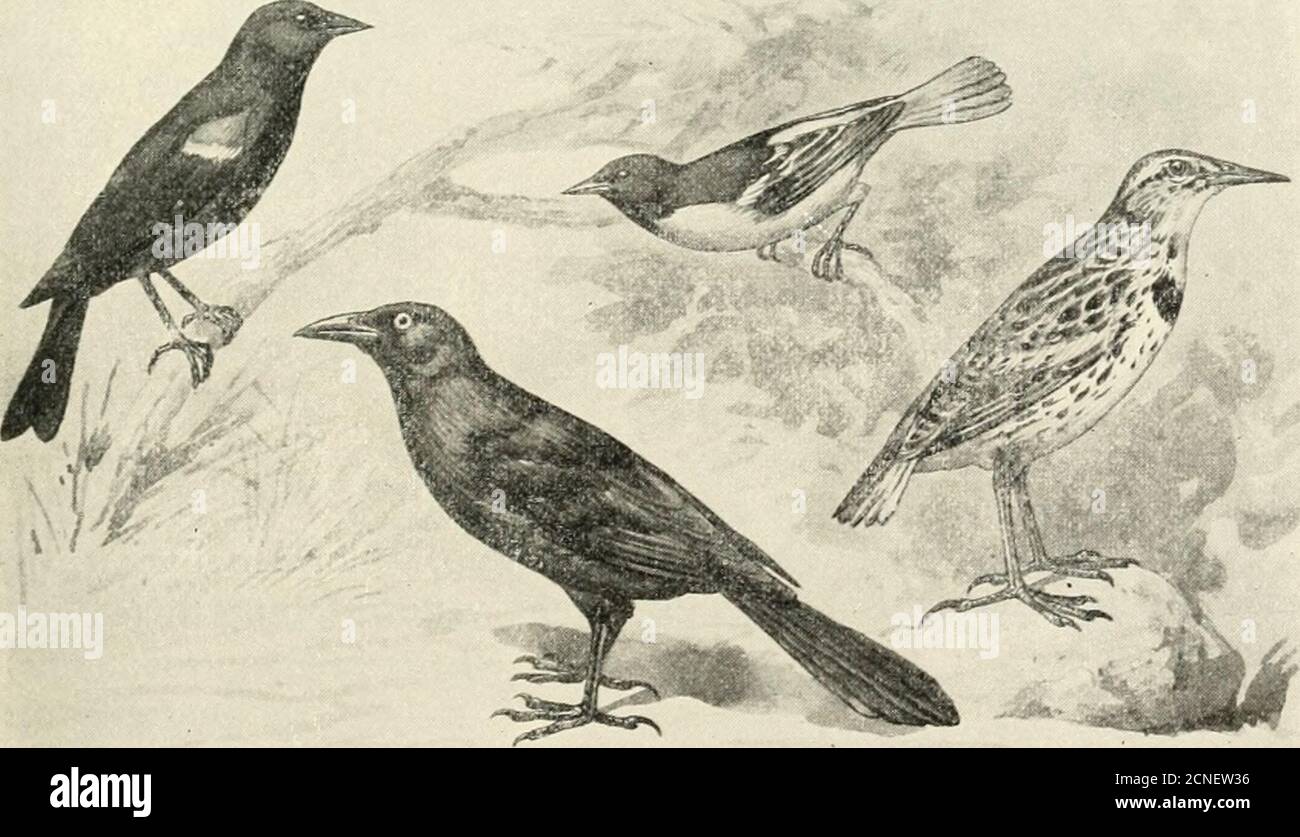 . Gli uccelli dell'Illinois e del Wisconsin . Blackbird alato rosso (femmina) Sotto parti, biancastre o buffy, striato di nero. Agelaius phceniceis {femmina), e Races.Red-alinged Blackbird.See nn. 226, 226a. GRUPPO 2. Ala, 3.75 a 4.25 pollici long.first primario, mai meno di tre quarti lungo come terzo.. Blackbird. Grackle, o Crow Blackbird. Oriole. Meadowlark. I82 Field Museum of Natural History - Zoologia, Vol. IX Foto Stock