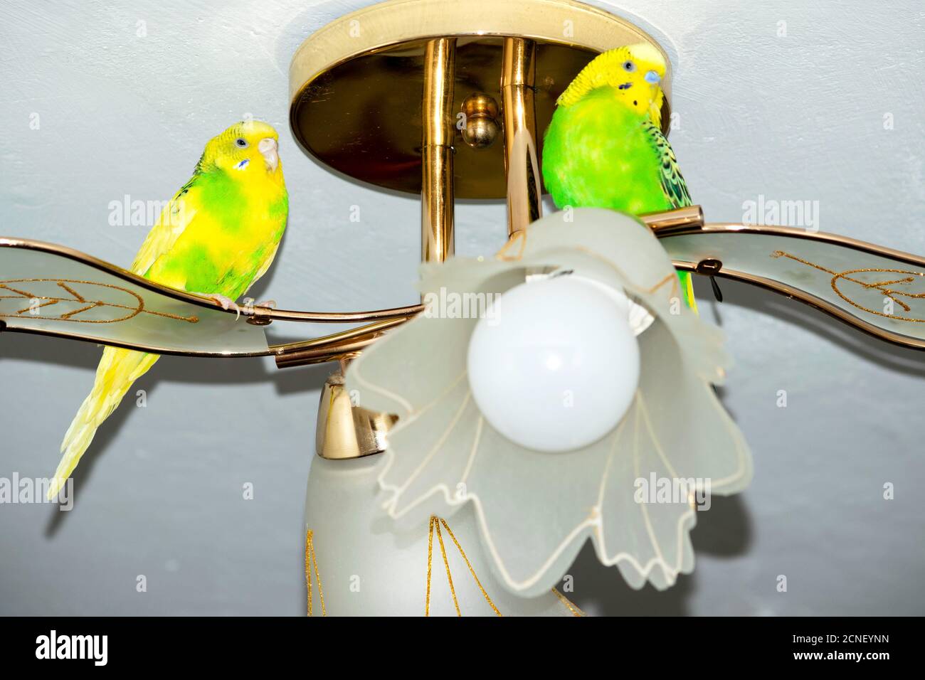 due pappagalli ondulati giallo-verdi seduti sul lampadario a soffitto Foto Stock