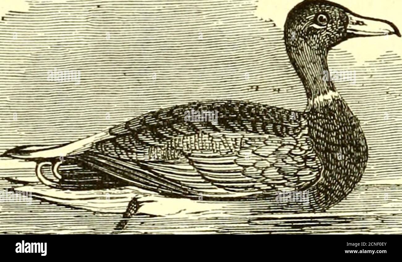 . Gli uccelli del New England e degli stati adiacenti : contenenti descrizioni degli uccelli del New England ... insieme con una storia dei loro habitat... ; con illustrazioni di molte specie degli uccelli, e cifre esatte delle loro uova. g, undici; tarso, uno e settanta centesimi; commissura di legge, due e cinquanta centesimi di pollice. Il Mallard si trova in New England solo come wan-derer, e poi solo nelle zone occidentali nelle stagioni primaverili e autunnali; alcuni sono visti nelle acque del lago Champlain, e oc- ^ casionalmente un piccolo gregge si trova nel^ Connecticut River.X^ questo Foto Stock