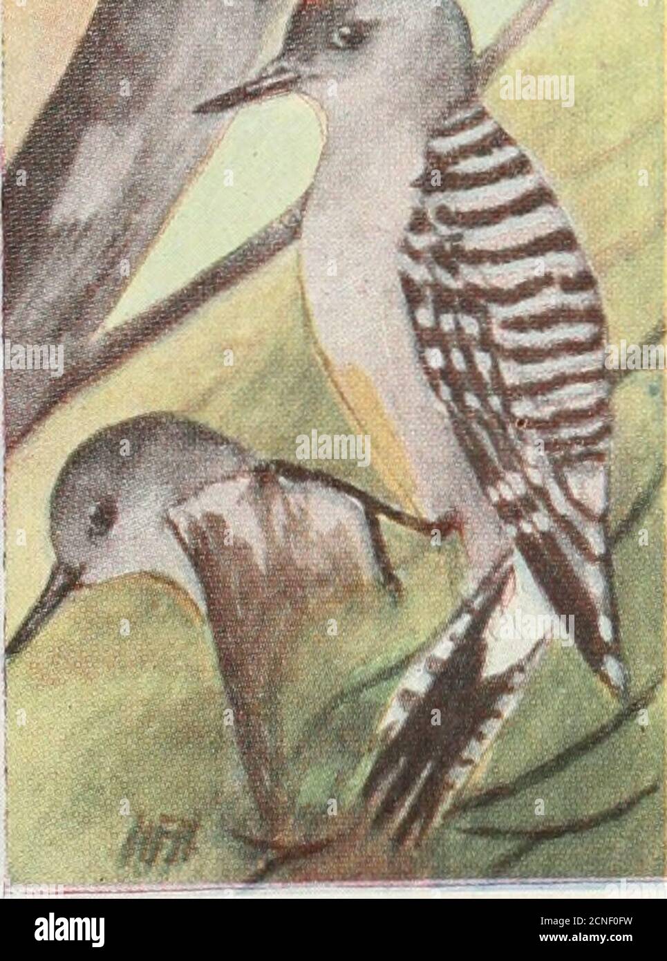 . Il libro degli uccelli : che illustra in colori naturali più di settecento uccelli nordamericani; anche diverse centinaia di fotografie dei loro nidi e uova . 410. Woodpecker.Centurus aurifrons. Range. - Messico e Texas meridionale, residenti. Questa è anche una delle zebre o ladder-backed Woodpeckers, con la schiena andwings strettamente sbarrato con nero e bianco, thesame come il precedente; la fronte, nasallufts e nuca sono gol-den giallo, e themale ha un cerotto di redon la corona. Questa specie di residenza molto comune isa nella valle di LowerRio Grande in Texas, dove nidifica alberi o tel Foto Stock