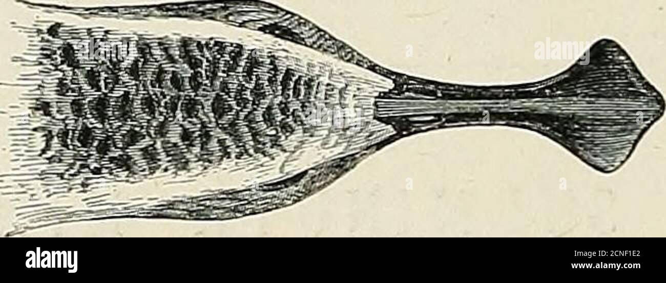 . La distribuzione geografica della famiglia Charadriidae, o gli amanti, i sandpipers, i cecchini, e i loro alleati. Diagnosi. TRINGA PYGM^A. SANDPIPER A CUCCHIAIO. Tiunga rostro prope apicem quam ad Basin valde latiore. Variazioni. JT è un fatto piuttosto notevole che non è stata scoperta alcuna forma intermedia tra questa specie e comunque i suoi alleati. Sinonimia. Platalea pygmaea, Linneus, Syst. I. 140 (1758) ; Linn. Sist. I. pag. 231 (1766). Eurinorhynchus griseus, Nilsson, Orn. Suec. ii. Pag. 29 (1821).Euxinorhynchus pygmaeus {Linn.), Bote, Isis, 1826, pag. 979.Eurhynorhynchus orientale Foto Stock