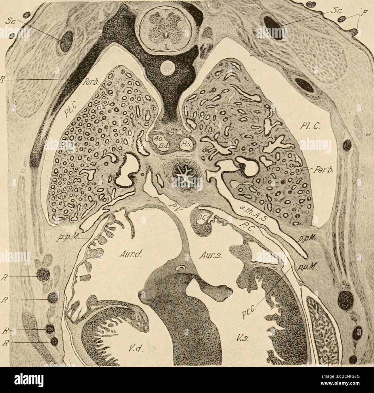 . Lo sviluppo del pulcino; un'introduzione all'embriologia . m i bronchi secondari (Fig.190). Questi sono notevolmente più piccoli dei tubi da cui si presentano, e sono estremamente numerosi, che si irradiano da tutte le parti dei bronchi secondari verso le superfici libere e interioredei polmoni. Sono inglobati nel mesenchima del polmone, che è già marcato in aree esagonali in sezione trasversale, con i parabronchi nei centri, dai vasi di sviluppo del pulmonariolo. Dal dodicesimo al diciottesimo giorno i parabronchi di origine diff-ferente si incontrano e si fondono in un fash più esteso Foto Stock