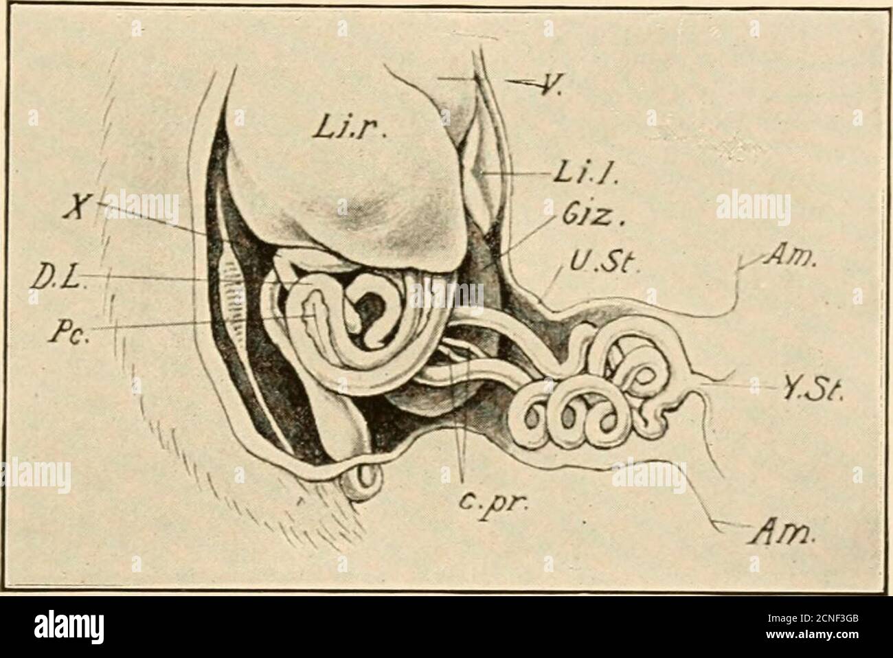 . Lo sviluppo del pulcino; un'introduzione all'embrio. Uodenalloop è relativamente leggermente sviluppato in questo momento, e forma curva aperta appena sotto il lobo destro del fegato. Il suo arto ascendente si alza in posizione dorsale alta appena dietro il fegato, e il TRATTO ALIMEXTARY E LE SUE APPENDICI 311 pieghe si affilano^ per entrare nell'arto discendente del secondo loop.questa curva o flessione duodeno-jejunale (X, Fig. 179) è un punto fisso relativamentonella crescita dell'intestino, e segna il bound-ary tra il duodeno e le parti successive del vaiolo. Il secondo anello scende in profondità Foto Stock