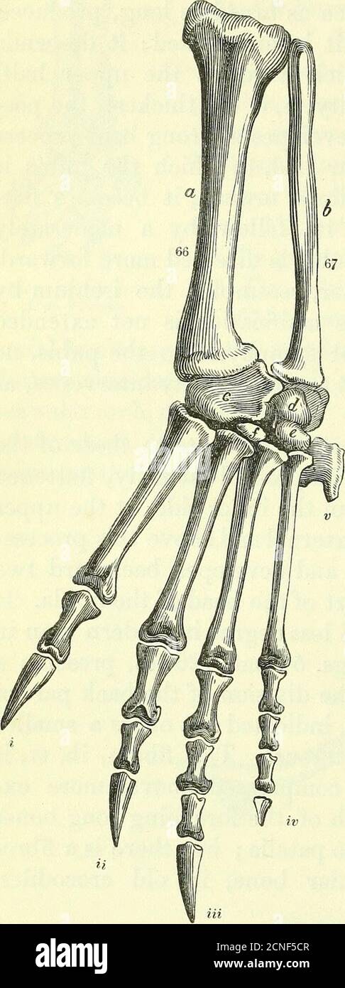 . Sull'anatomia dei vertebrati [risorsa elettronica] . sethickness dal secondo, II, al quarto, Hi: Il secondo sup-porte tre falangi; il terzo,quattro; il quarto, anche quattro, theclaw e la sua falange essendo ab-inviati in questo dito : ii. Ciao, e iv, sono stregati in coccodrilli veri, ma semipalmate in alligatori. Nella maggior parte dei Lacertiani due verte-Bra sono modificati per l'articolazionecon le ossa iliache, come nel Mo-nitor ( Varanus, fig. 121, a) : butin il Chameleon ci sono tre sessi. Nel grande Monitorl'ilium, b, si estende all'indietro oltre la giunzione, terminando ottusamente, e si piega verso il basso come esso Foto Stock