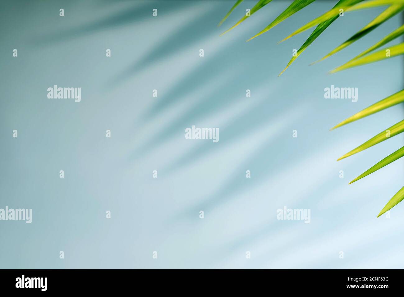Foglie di palma tropicali con ombra su sfondo blu. Natura minima. Stile estivo. Disposizione piatta. Spazio libero per la copia del testo. Foto Stock