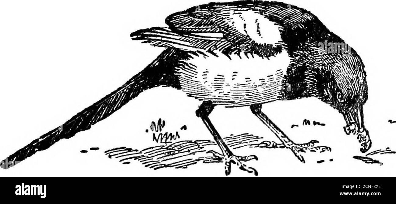 . Il libro degli uccelli britannico . Magpie e Young per un po' di altezza dal suolo. È fatto di ramoscelli, con una fondazione di fango e argilla, ed è quasi coperto con una sorta di cupola, l'ingresso è da buco sul lato. Questo foro è generalmente sorvegliato dai thornysticks, in modo che anche quando si è salito fino ad esso, è dino mezzi facili ottenere uno mano dentro. Il nido è usedyear dopo anno, essendo attentamente riparato all'inizio in ogni primavera, e di solito contiene da sei a otto uova, che sono di colore bianco-bluastro chiaro, macchiate di grigio andolivo-marrone. 35 Foto Stock