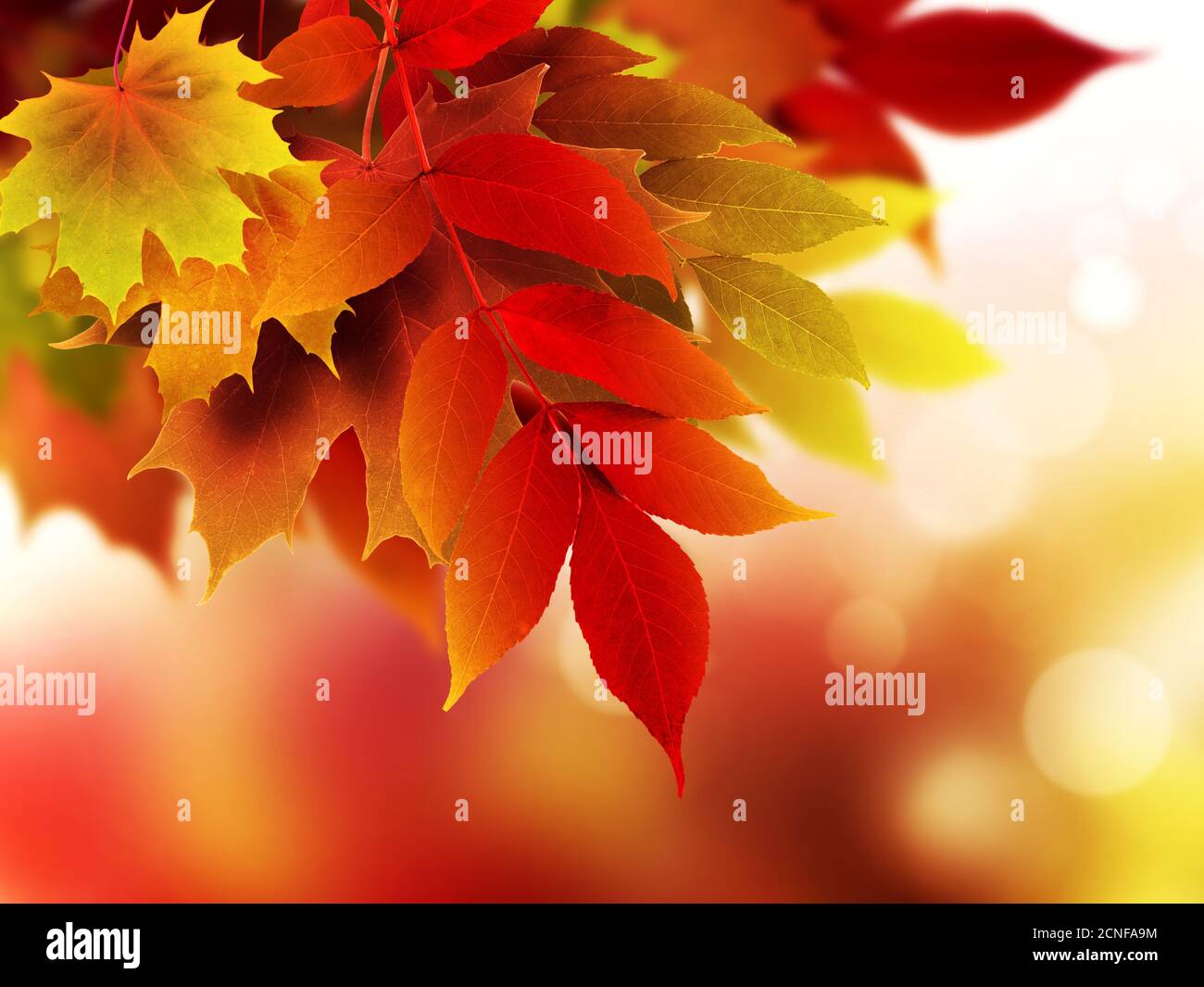 Sfondo di autunno Foto Stock