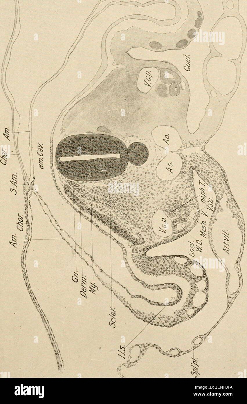 . Lo sviluppo del pulcino; un'introduzione all'embriologia . Cavità amniotica. E. B. C, Extraembrionic body-cavity.Gn., Ganghon. Mesn. V., vescicola mesonefrica. S.-Am., con-nessione sieroamniotica. Altre abbreviazioni come prima. Altri dettagli riguardanti la storia precoce dello sclerotomeo sono forniti nel Capitolo XIII, e rimane da aggiungere qui solo una breve descrizione di alcuni cambiamenti nelle cellule del miotomo (mj^o-blasti). In sezioni longitudinali le celle del miotomo si conformano a mandrino subito dopo l'inizio del dermatome pieghevole. I nuclei dei mioblasti sono l Foto Stock