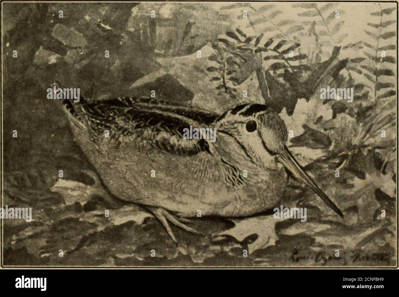 . Uccelli di una fattoria del Maryland: Uno studio locale di ornitologia economica. cks erano così abbondanti qui prima della guerra civile che si contavano wereregularly sopra per il larder. Fino a quando L864e L865 non è raro nel mese di novembre per trovare un Hock di 150 anatre di paup nella baia di Little dalla palude di calamus, e nello stesso luogo dieci anni Ear-lier molti come 15 canvasbaeks sono stati uccisi ad un colpo. E 'ora rarefor mezza dozzina di anatre ^ la specie più comune per stabilirsi nella baia.attraverso il fiume sul Monte Vernon Hats (1*1. XVII, fig. 2), dove c'è abbondanza di sedano selvatico ( Vallisneria spiralis)^ ho Foto Stock