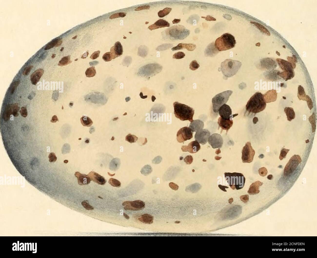 . Oologia britannica : essendo illustrazioni delle uova di uccelli britannici, con le cifre di ciascuna specie, per quanto possibile, disegnate e colorate dalla natura : accompagnate da descrizioni dei materiali e della situazione dei loro nidi, numero di uova, &c. Borsa ike tr. LXXIX.LARUS ARGENTATUS. (linn.) Aringa gabbiano. Le uova del gabbiano di aringa sono così estremamente simili a quelle del gabbiano di supporto nero più piccolo, che erano un num-ber di loro mescolato insieme sarebbe impossibile, tranne in pochi casi, separare quelle dei diversi spe-cies. L'unica distinzione caratteristica che ho b Foto Stock