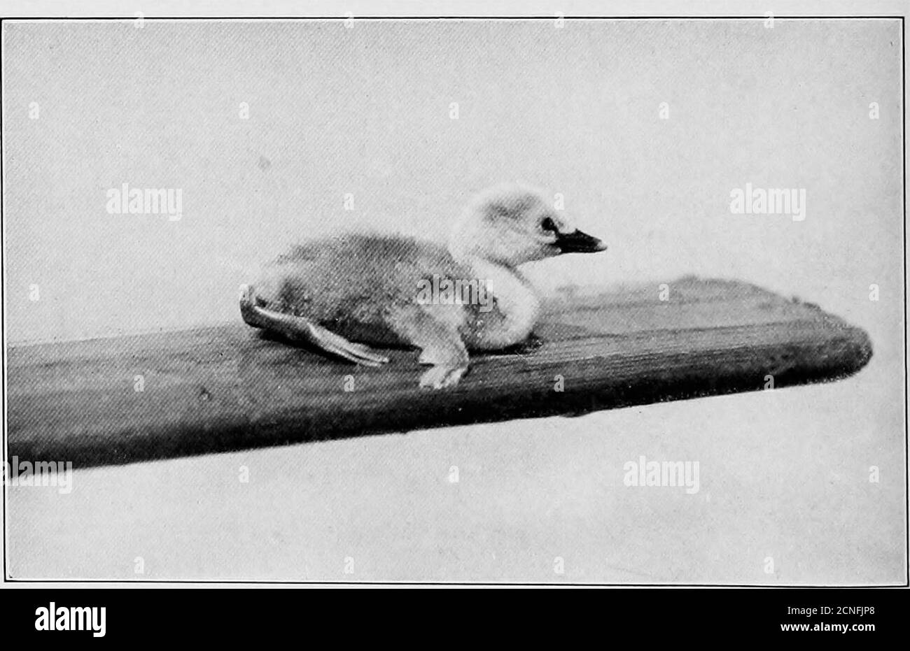 . Storie di vita degli uccelli subacquei nordamericani : Ordine Pygopodes . Lago Eoedy, Saskatchewan. A. C. piegato.. Klamath liake, Oregon. Grebe occidentale. Finley e Bohlman. Per la descrizione vedere paqe 233. VITA HISITOKIES DI NOBTH AMEBICAN DIVING UCCELLI. 5 ^ffffffs.-il numero di uova per un insieme sembra variare notevolmente, though3 o 4 sembra essere il numero usuale, secondo la mia esperienza; Ihave ha trovato frequentemente 5 o persino 6 e ho preso un insieme di 11, butthis probabilmente è stato posato da 2 o 3 uccelli. Altri scrittori riferiscono i variousnumbers da 5 a 10. Apparentemente ci sono alcuni nidi in whicheggs sono indis di dumping Foto Stock