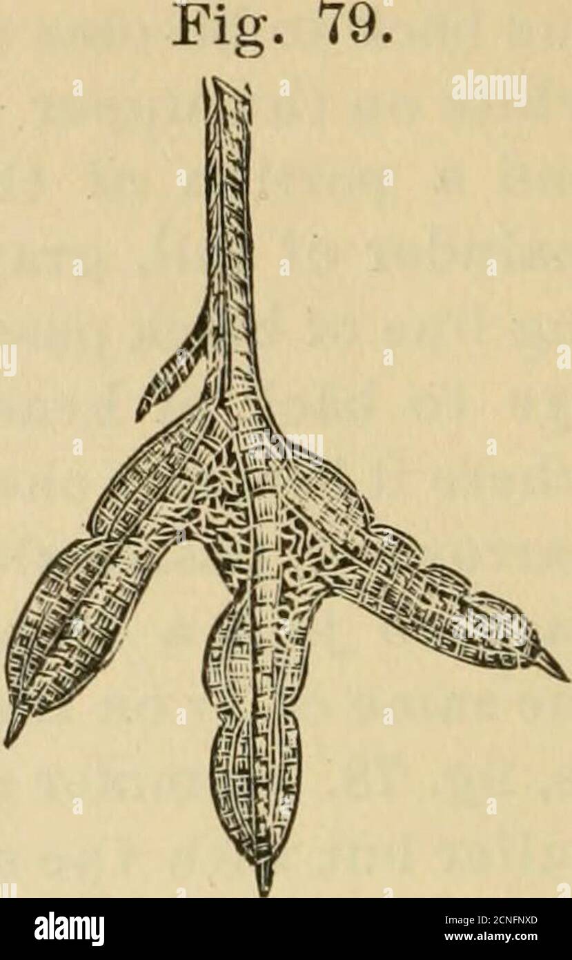 . Directory per gli uccelli del Nord America orientale .. . 02 membrana PALAROPES., lobata distintamente, fig. 79; nessuna indicazione rossa distinta sopra. 1. FALAROPO NOETHEKN, P. LOBATUS. 7.50; sopra, piumoni scuri rigati sul dorso v^esimo rossastro; copri coda superiori, come il dorso; fascia alare distinta e sotto parti, vrhite; lati del collo e del petto, rufosi. Estate maschile, molto più duller, il rufous confinato ai lati del collo, e il petto è chiazzato di bianco e grigiastro. Inverno adulto, fronte, linea superciliare, e sotto, bianco; sopra, grigiastro; cerotto sui lati della testa, nero, fig. 80. I giovani differiscono da Foto Stock