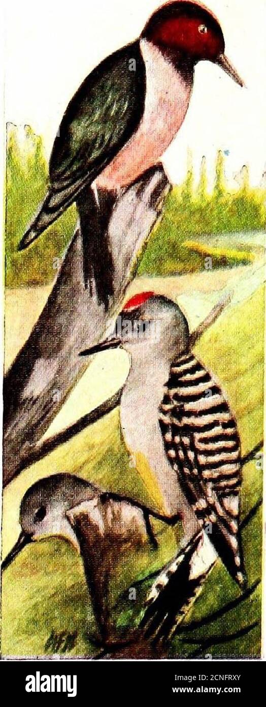 . Il libro degli uccelli, che illustra in colori naturali più di settecento uccelli nordamericani, anche diverse centinaia di fotografie dei loro nidi e uova . 17 fhe LIBRO DEGLI UCCELLI. •ILO. Aurifrons WoODPEfKER.Centurus CON FACCIATA DORATA. Range. - Messico e Texas meridionale, residenti. Tliis è anche uno dei Woodpecker zebra o ladder-l)ael?ed, con il baclt e le ali strettamente sbarrate con il bianco e nero, il thesame come il precedente; la fronte, i nasallufts e la nuca sono gol-den giallo, e il ,^---^maschio ha una macchia di redon la corona. Questa specie di residenza molto comune isa nella Valle IjowerRio Grande in Texas Foto Stock