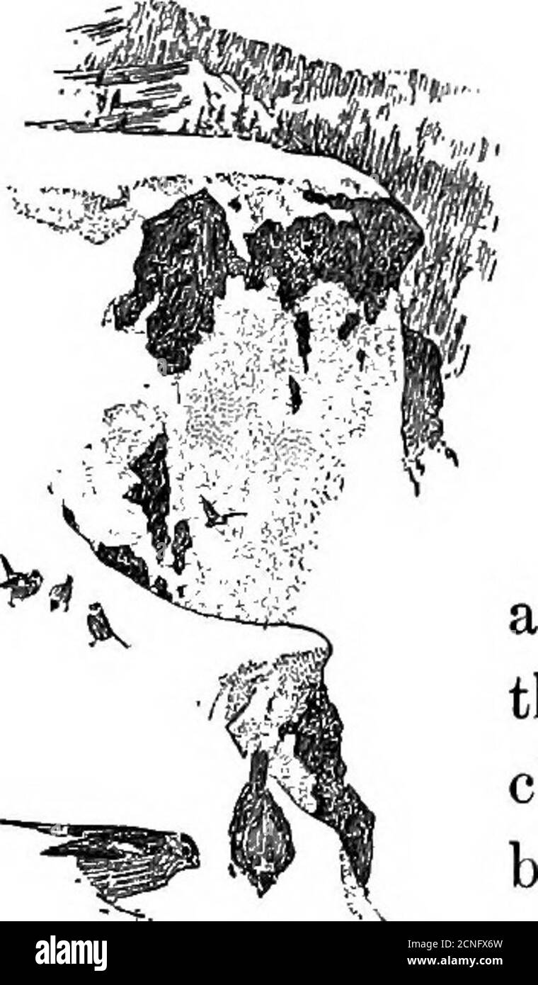 . Uccelli della California; un'introduzione a più di trecento uccelli comuni dello stato e delle isole adiacenti, con un elenco supplementare di migranti rari, visitatori accidentali, e sottospecie ipotetiche. Stocchi di pastinaca, steli di erba grossa, e graminacee foderate più fini. Uova: 4 o 5 ; bianche. Dimensioni 0.97 X 0.67. Dove la gamma del Pipilo termina quella del Leucos-ticte inizia. Molto al di sopra della linea di legname, in mezzo a una natura selvaggia di cime ricoperte di neve questi alpinedwellers hanno la loro casa. Solo le più belle tempeste d'inverno sono in grado di guidarle al riparo della foresta. Volare in alto sopra la parte più alta Foto Stock