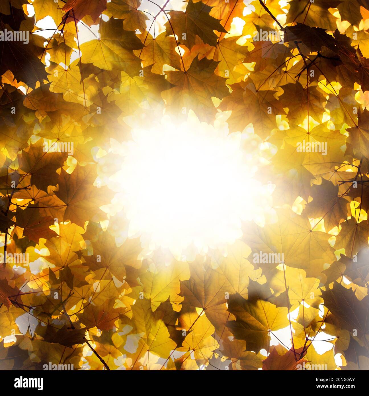 Sfondo naturale dell'autunno dorato Foto Stock