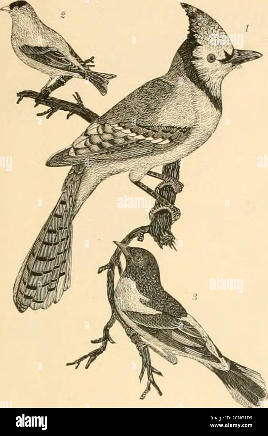 . Ornitologia americana; o, la storia naturale degli uccelli degli Stati Uniti. ILATE 3.-1. Picchio d'oro, i;. Nero-lbroated Pl.itk 4.-Orchard Oriole. 1. Femmina. 2 e 3. Maschi di Hontinir. 3. Uccello blu il secondo e terzo anno. 4. Maschio in piombo completo. A, ad es.(! Del frutteto Oriole, h, EGS del Baltimore firiole Foto Stock