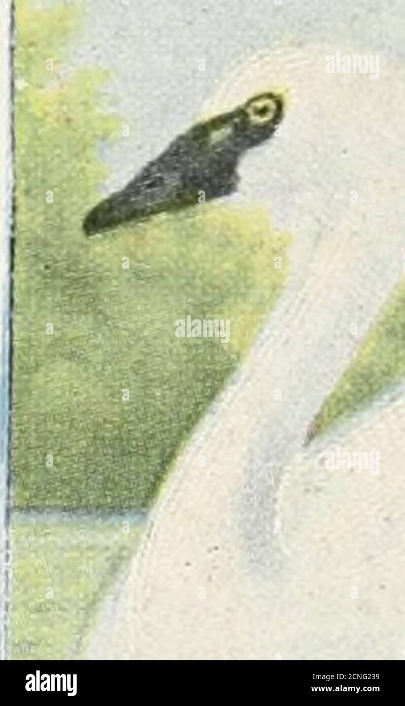 . Il libro degli uccelli : che illustra in colori naturali più di settecento uccelli nordamericani; anche diverse centinaia di fotografie dei loro nidi e uova . IL LIBRO DEGLI UCCELLI. Foto Stock