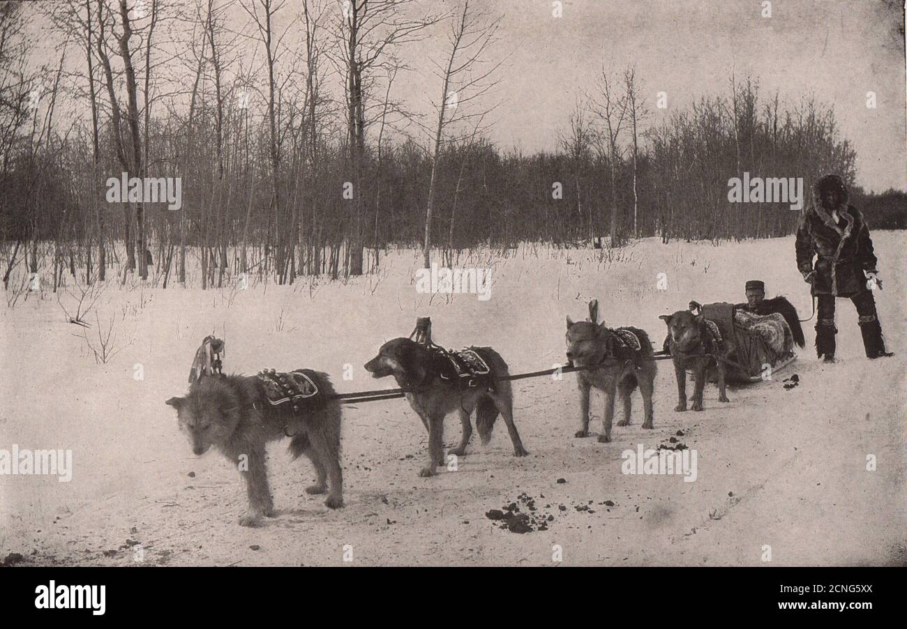 Un treno di cane in Alaska. Mezzo lupo 1903 vecchia foto vintage Foto Stock