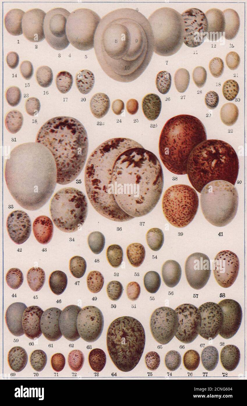 Uova di uccello Kingfisher Woodpecker Eagle Owl Nightjar Hoopoe Nuthatch Wren 1903 Foto Stock
