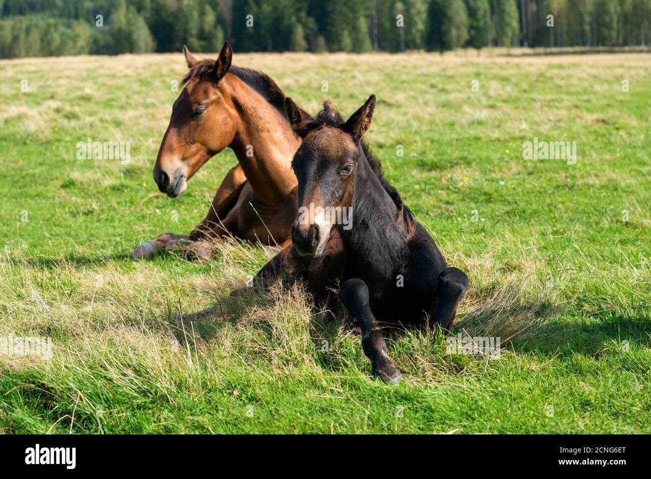 Cavalli che riposano nel prato in una giornata estiva Foto Stock