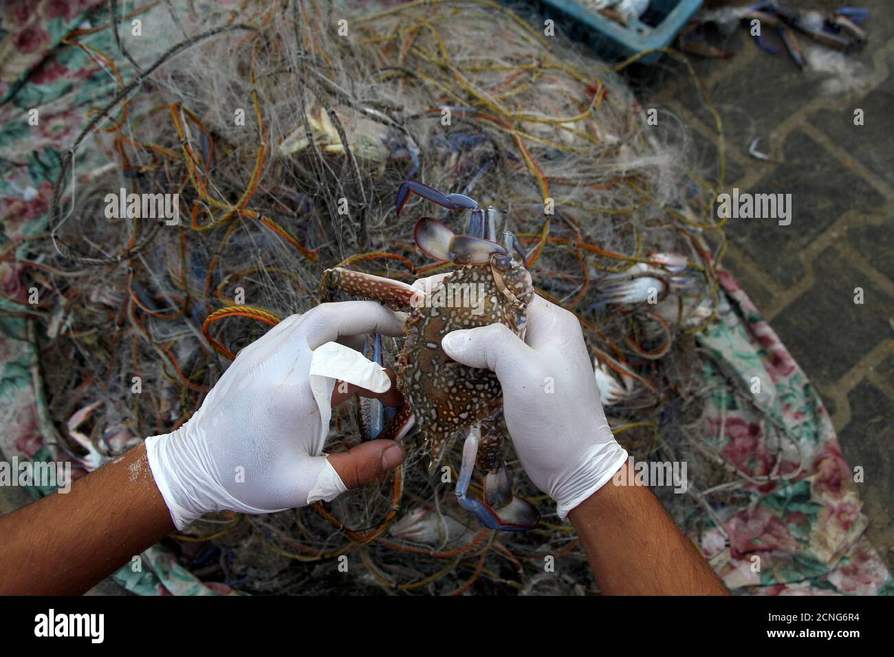 (200918) -- GAZA, 18 settembre 2020 (Xinhua) -- UN pescatore palestinese rimuove un granchio da una rete in un porto marittimo nella città di Gaza, il 18 settembre 2020. Secondo i rapporti, Israele ha esteso la zona di pesca al largo della costa della striscia di Gaza a 15 km (27.8 miglia nautiche) il 1 settembre. (Foto di Rizek Abdeljawad/Xinhua) Foto Stock