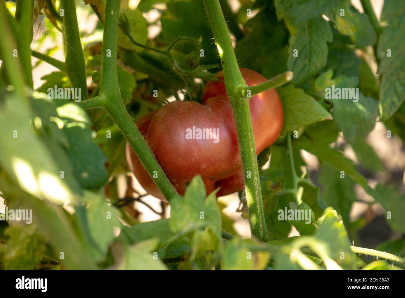 taglio raccolta di grossi pomodori rosa, stagione estiva di raccolta Foto Stock