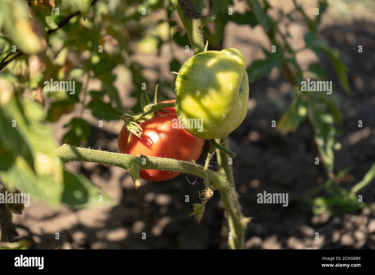 taglio raccolta di grossi pomodori rosa, stagione estiva di raccolta Foto Stock