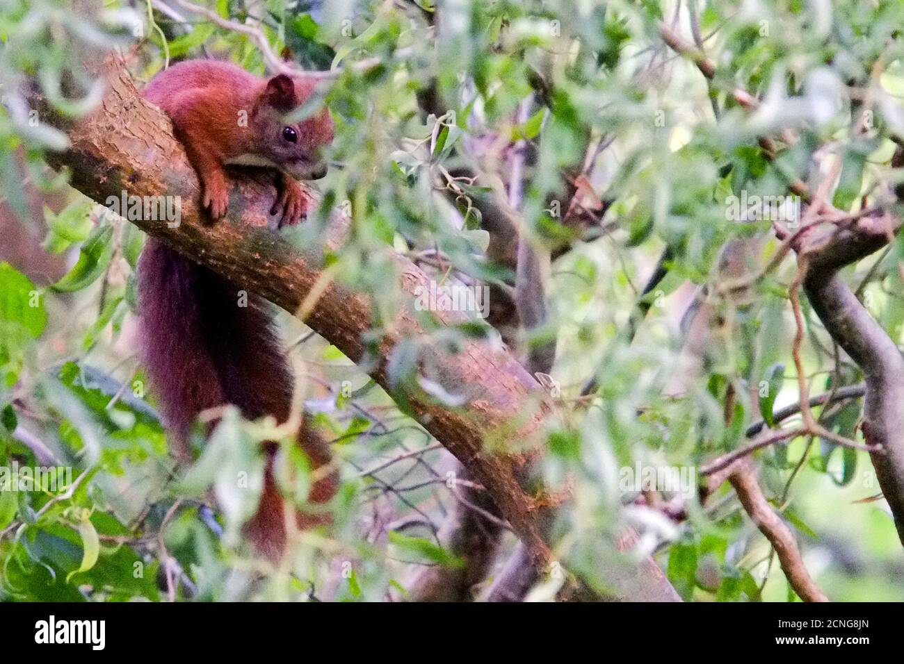 Brunswick, Germania. 8 settembre 2020. Un giovane scoiattolo guarda i suoi dintorni dal ramo di un salice cavatappi. Credit: Stefan Jaitner/dpa/Alamy Live News Foto Stock