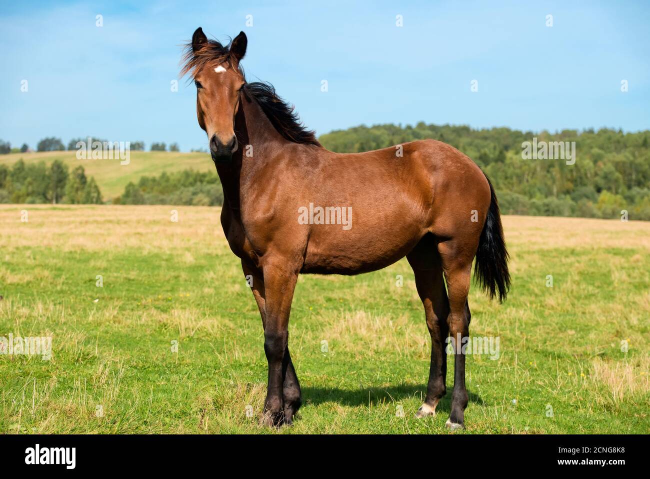 I cavalli pascolano nel prato in una giornata estiva Foto Stock