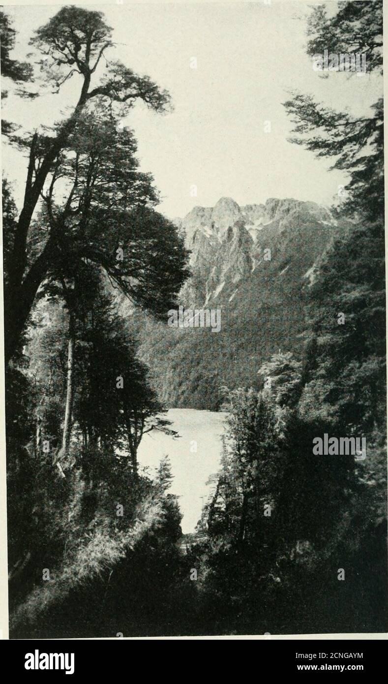 . Uccello-lore . HUMMIXUIJIRD GIGANTE E THK RUBINO CILENO-CROWNELJ H L .M ml.NC lil RU HA CATTURATO (taglia mezzo naturale) (.339). LAGUNA FRIA.-UNA SCENA NELLA ZONA UMIDA TEMPERATA DEL SUD IN ARGENTINANEAR LA LINEA CILENA (340) Note da un viaggiatore nei Tropics 341 UNA settima chiamata era stranamente familiare e, con mia intensa sorpresa, ho imparato che era stata pronunciata da una coda della California Valley! Ci sono così tante cose in Cile che suggeriscono la California che quando Iriuscì a identificare il caratteristico piccolo crowing sit-right-down, sit-right-down, e sentito pronunciare da un numero di uccelli, i wa Foto Stock