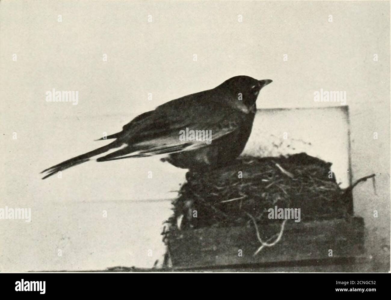 . Uccello-lore . BLUEBIRD A XEST. ROBIX A XKST loo Bird-Lore nota di allarme per la madre che alimenta le sue quattro pulci spinosi sulla finestra-shutternest. Poi il Bluebird, arroccato sulla cima del fienile, vede il padrone di casa e le chiamate al suo compagno. Questa chiamata non ha la nota cherie, cherie che ha avuto un whileago. Gli uccelli hanno cambiato la loro canzone da quando sono scese al duro lavoro. Butwhen questa covata è in grado di prendersi cura di se stesso, e i vecchi uccelli riprendere il loro amore-fare, le note allegre e cheeries prenderà il posto della svezzatura faticosa thewood giorno lungo la melodia. I Kingbirds, che persistono nella costruzione i Foto Stock