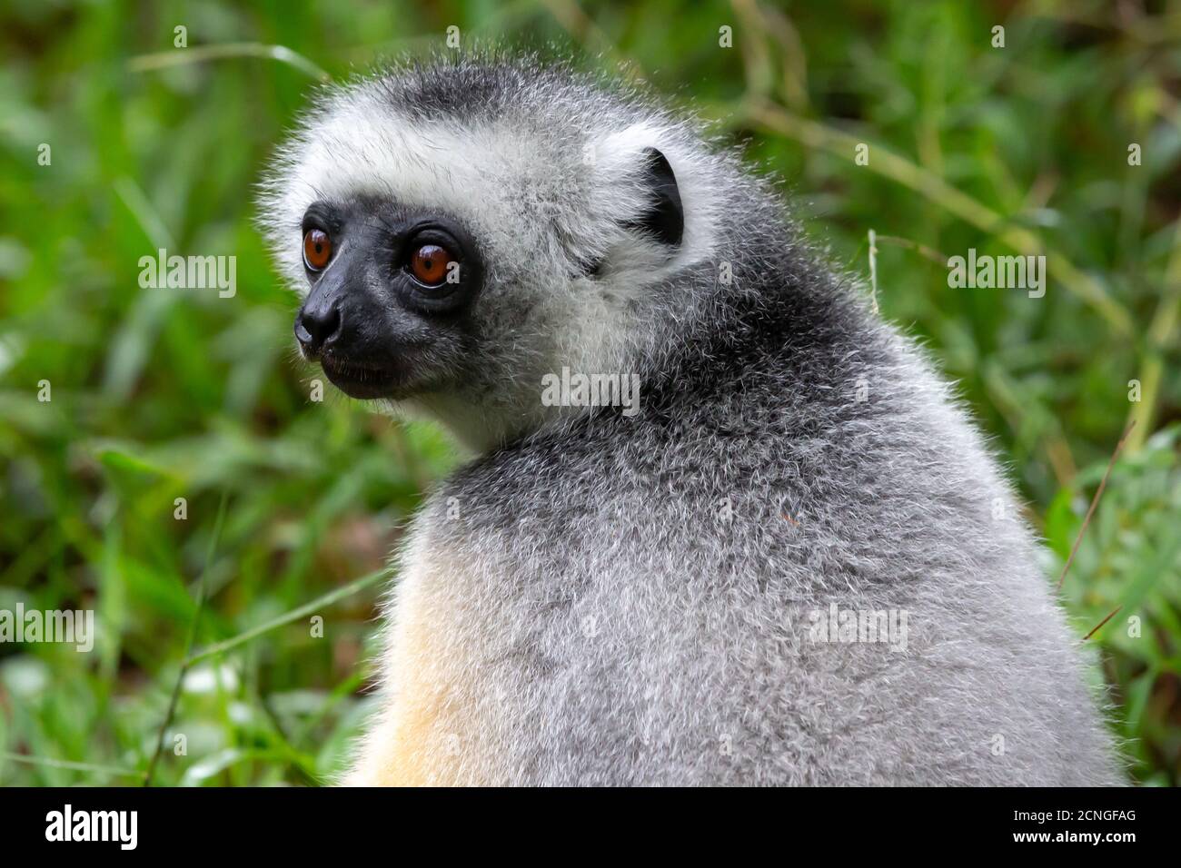 Un lemure di Sifaka si siede nell'erba e guarda cosa si verifica nell'area Foto Stock