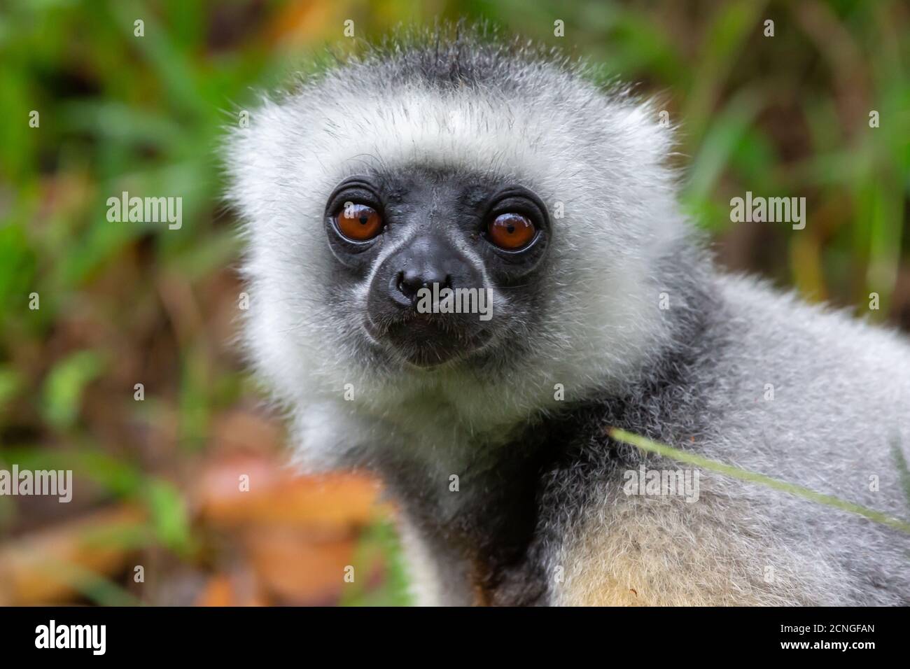 Un lemure di Sifaka si siede nell'erba e guarda cosa si verifica nell'area Foto Stock