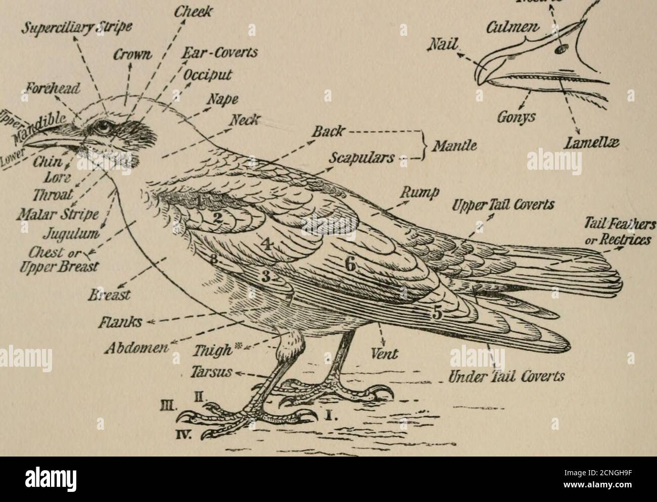 . Uccelli di Gran Bretagna . Duck Ufted 70. Scoter comune 71. Merganser rosso 72. Stock dove 73. Turtle dove 74. Rosato 75. Partridge. 76. Ferrovia terrestre 77. Water-Rail 78. Moor-hen. 79. Pietra arricciata 80. Plover ad anello 81. Golden Plover e Grey Plover 82. Lappatura . 83. Oyster-Catcher 84. Falaropo grigio 85. Rubinetto d'legno 86. Dunlin . 87. Redshank ix e Falarope dal collo rosso PAGINA 186 190 192 194 204 212 216 220 228 240 242 246 252 256 262 266 270 272 276 280 284 286 288 294 300 304 308 312 314 318 324 342 Uccelli della Gran Bretagna 88. Curlew .... 89. Tern comune . 90. Bluek-headea Gull 91. Aringa Gull . Foto Stock