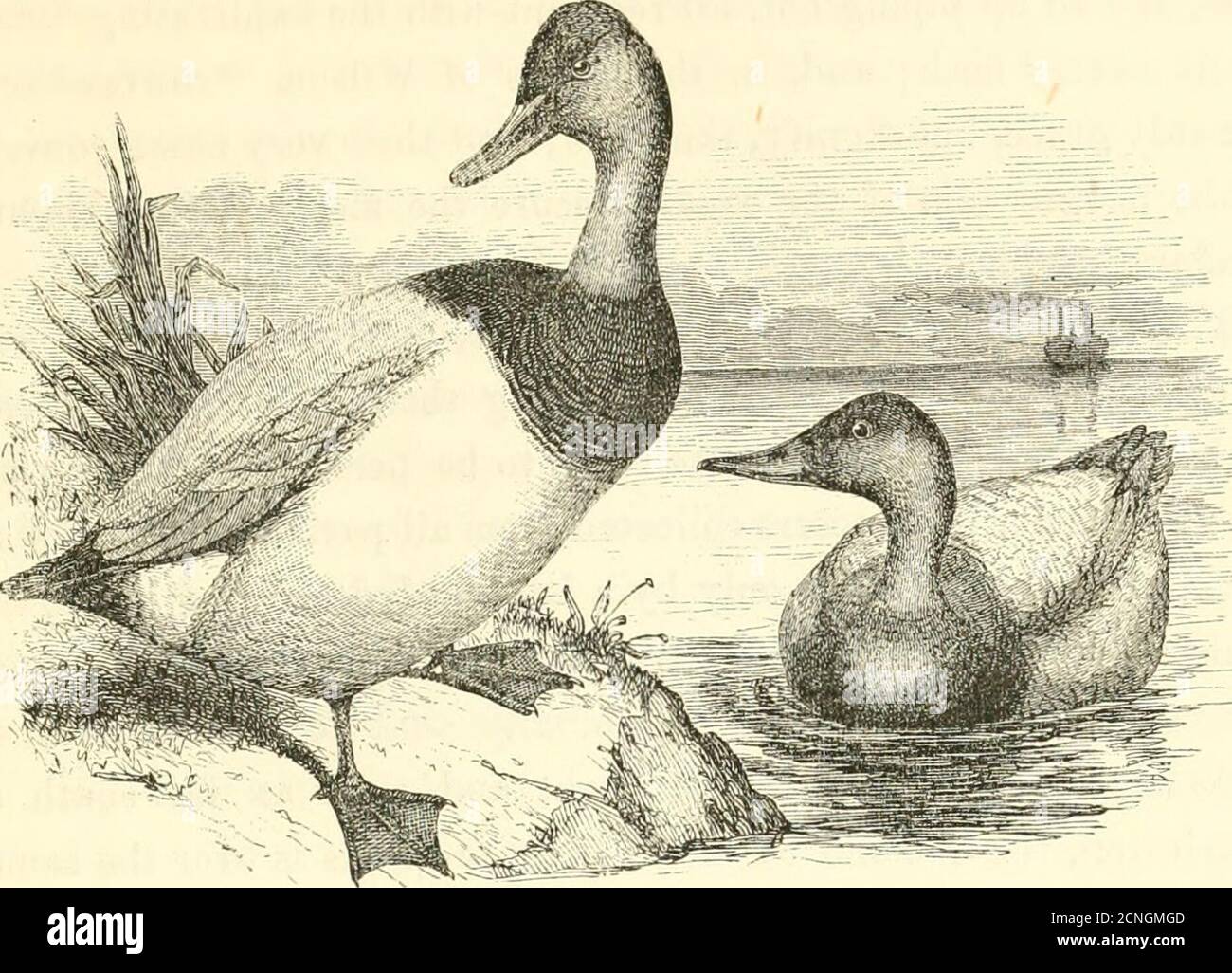 . Lo sportivo americano: Contiene suggerimenti per gli sportivi, note sul tiro, e le abitudini degli uccelli del gioco e degli uccelli selvatici dell'America . CAPITOLO XXIII. TELA-POSTERIORE. ANAS VALISINERIA. Ora tutto intorno a noi i treni crescenti appaiono;le ali selvagge fischianti su ogni mano che sentiamo;l'allarme di morte fra le loro legioni sparse, in lime immense loro winnow overhead. LA LORO STIMA ALTA. INOLTRE, con gli sportivi e gli epicicloidali, la famosa tela-indietro si distingue pre-^ eminente per la ricchezza e la delicatezza di^^ la sua carne; infatti, è concesso in allqiariarts che nessun animale selvatico in qualsiasi ritratto del globo può viare in Fla Foto Stock