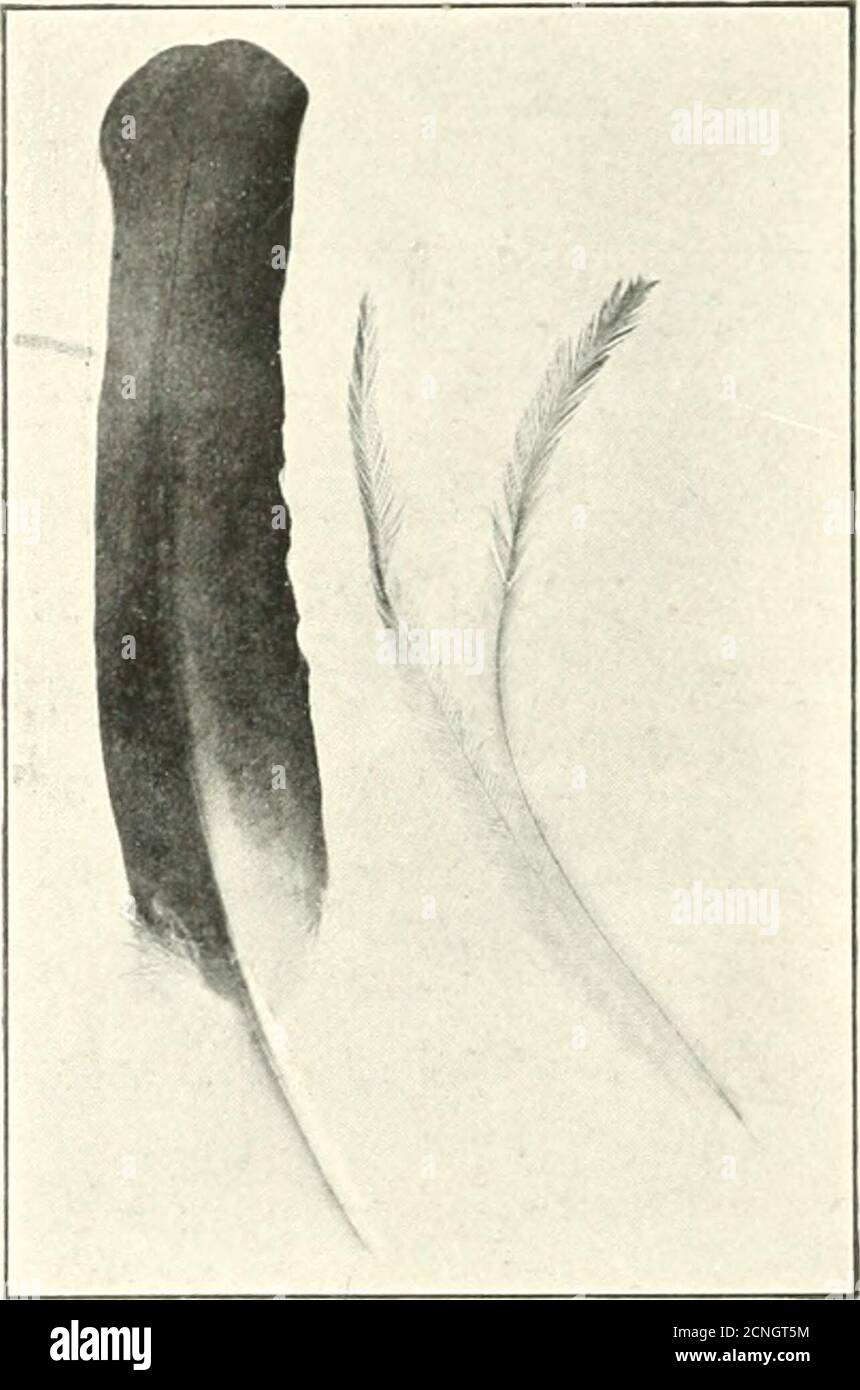 . L'uccello, la sua forma e funzione . Fig. 22.-Feathers che illustrano le condizioni in cui i barbicelli non sono necessari esono quindi ridotti o completamente persi, causando downiness. 3/5 dimensioni naturali.(a) Primary of Pigeon, un'importante piume di volo, che possiede quindi una federa di irrigidimento. (b) sotto la copertura di un grande airone blu; la parte discendente è stata sovrapposta dalla piuma adiacente, (c) la copertura di Owl; il bordo discendente rende possibile il volo senza rumore di tutto-importante di questo uccello. (d) piuma di Ostrich; il potere di volo perso, le piume sono downy durante tutta la paletta. 35 3^ il libro più fine di Bird Foto Stock