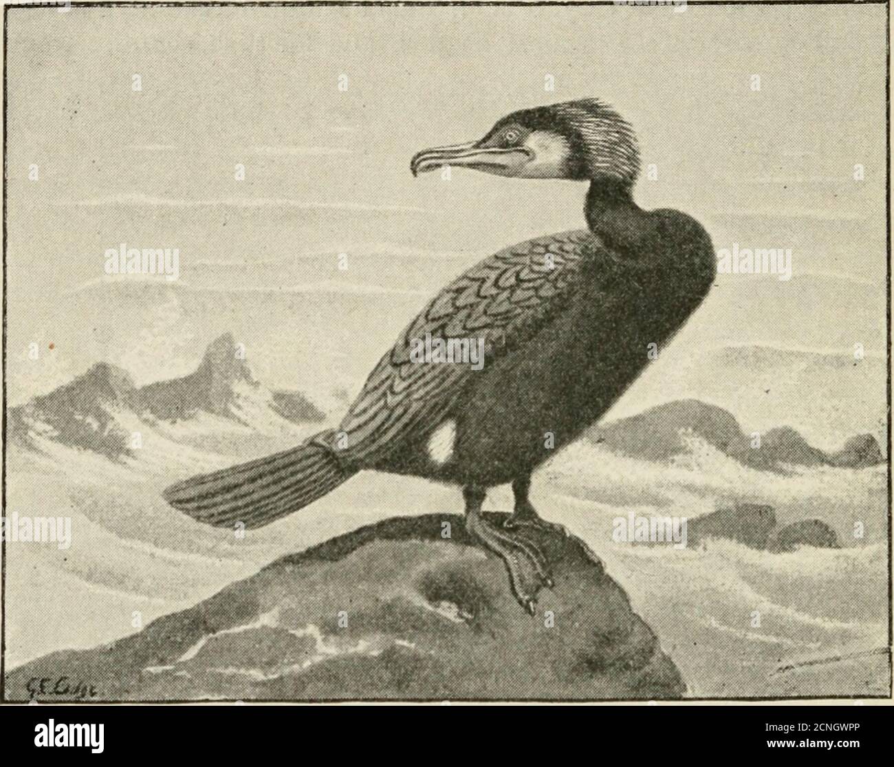 . Uccelli britannici . Fig. 73.-Honey-Buzzard. i taglia naturale. Da Hampshire a Aberdeenshire. Fino a quattro anni o anni di vita agoa poche coppie hanno continuato a tornare a noi ogni estate, ma anche questi, ora, sono scomparsi. Questo grande falco, di dimensioni pari alla poiana thecommon, viveva quasi interamente su alimenti per insetti, vespe e api selvatiche soprattutto - da qui il suo nome di miele-poiana. Le altre specie da notare sono tutti veri falchi: Thegyrfalcon {Hierofalco gyrfalco), un abitante della Scandinavia artica, solo una volta ottenuto in questo paese; il falco groenlandese (candicani Hiero-falco), un vandrino a questo Foto Stock