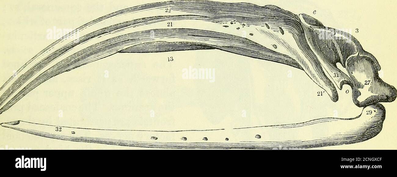 . Sull'anatomia dei vertebrati [risorsa elettronica] . e il cachalot fetale è di tre quarti di quello del resto del 1 xviir. Pag. 526, figg. 220, 225. SCHELETRO DI CETACEA. 423 ramus. Nel maschio adulto la crescita sproporzionata di questa parte della mandibola porta ad un eccesso di lunghezza della parte simfisiale oltre il resto del ramus. E' coestensivo con la serie dentalica, che consiste, in ogni ramus, di ventisette denti, conici o ovoidi, a seconda del loro stato di sviluppo e di utilizzo : i denti più piccoli sono ai due estremi della serie.nel giovane Cachalot sono conici e puntini Foto Stock