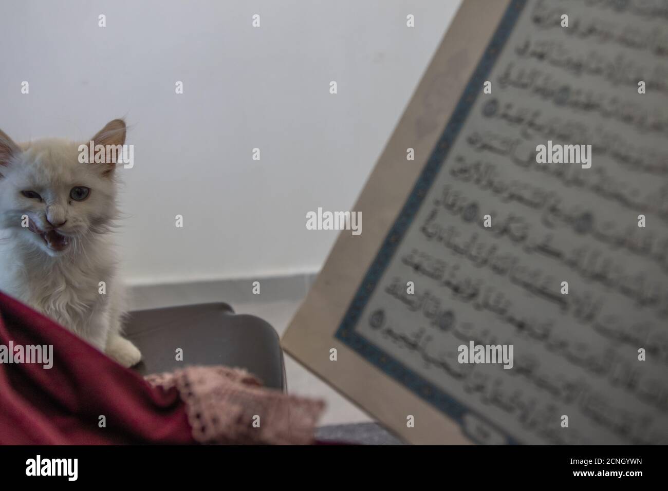un gattino bello è seduto accanto ad una donna anziana che Leggi il libro santo durante il periodo di quarantena in Giordania Foto Stock