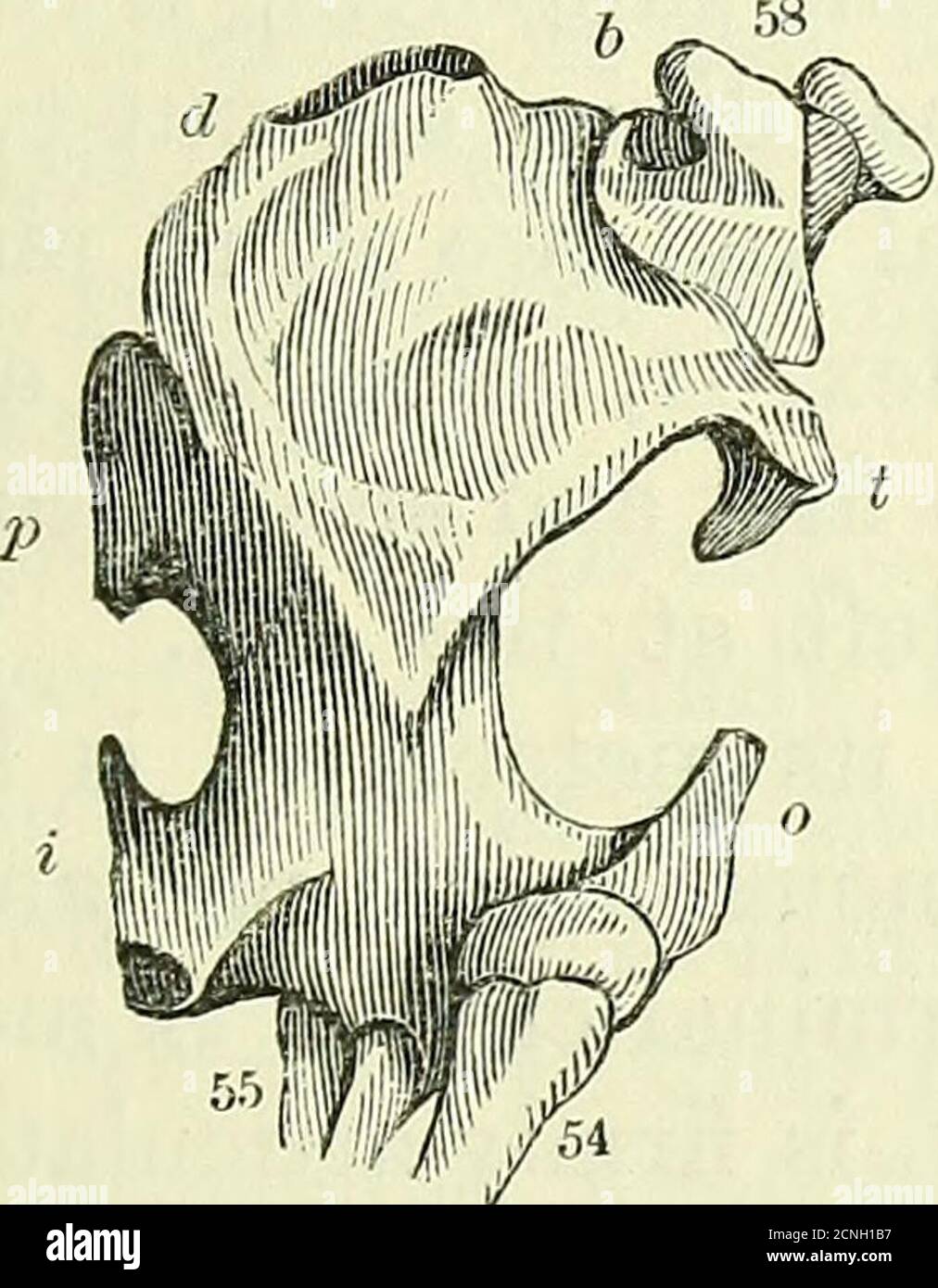 . Sull'anatomia dei vertebrati [risorsa elettronica] . Ossa di forc-linib, quadrilatero di mole., osso lamelliforme, con articolazione aprossimale per la clavicola,58, nonché per la scapola, b, c.la tuberosità interna si gonfia con il deltoide, d, E pettorale, p, ridgesinto in un'enorme cresta convessa, dividata da una breve e profonda emargina-zione dal pro-cess epicondilare interno, i, la cui base è perforata dal nervo mediano. La tuberosità esterna, t, è prodotta e uncform; e una lunga e profonda arginazione lo divide dalla produzione retroverted del condilo radiale, o. Questo condilo Foto Stock