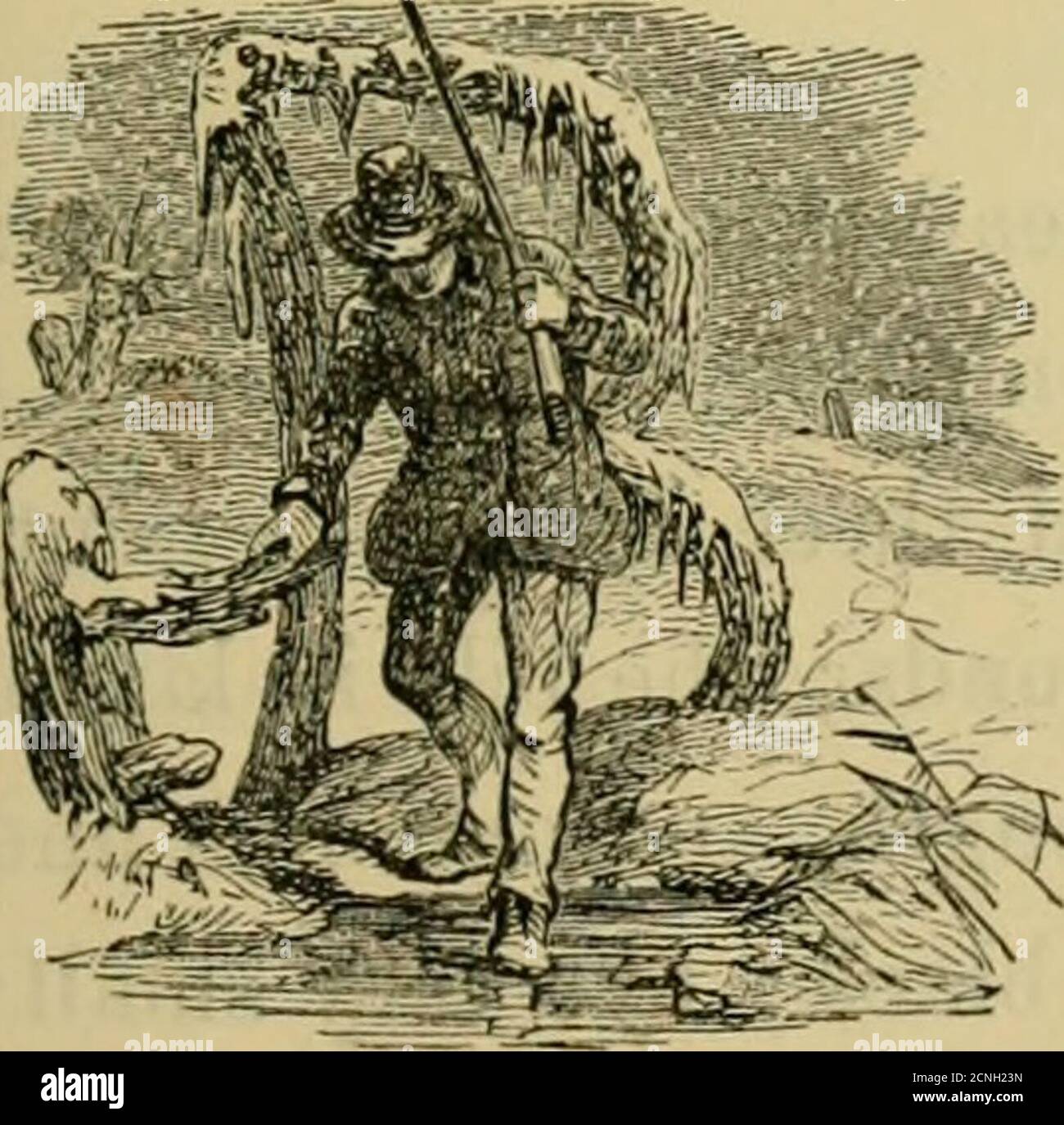 . Lo sportivo americano: . CAPITOLO XXIII. TELA-POSTERIORE. ANAS VALISINERIA. Ora tutto intorno a noi i treni crescenti appaiono;le ali selvagge fischianti su ogni mano che sentiamo;l'allarme di morte fra le loro legioni sparse, in lime immense loro winnow overhead. LA LORO STIMA ALTA. OTH con sportivi ed epicuri thefar-famed canvas-back si leva in avanti pre-^ eminente per la ricchezza e la delicatezza di  - la sua carne; infatti, è concesso in allquarti che nessun animale selvatico in qualsiasi ritratto del globo può viare nel sapore con thecanvas-retro del Chesapeake o Poto-mac. Nessuna varietà di anatra è più eagerlisought dopo dal Foto Stock